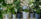 Take A Leaf Out Of Our Book: Houseplant Interior Design Ideas