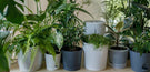 Take A Leaf Out Of Our Book: Houseplant Interior Design Ideas