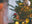 When Does The UK Put Up Their Christmas Tree?