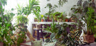 The Urban Jungle Décor Trend Fuses Nature & Home