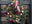 Which UK Cities Deck Their Door With Wreaths?