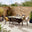Antigua Brown Rattan 6 Seat Garden Dining Set