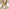 Leonardo Rectangle Brown/Grey Marble Glass and Gold Metal 4 Seat Dining Table