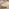 Olympus Mango Wood White Oak Finish Coffee Table