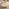 Olympus Mango Wood White Oak Finish Coffee Table