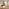 Shasta Mango Wood Walnut Finish Console Table