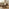 Teton Round Walnut Wood 3 Leg Coffee Table