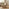 Teton Round White Oak Wood 3 Leg Coffee Table