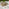 2x Elba Cream & Rattan Garden Dining Chairs